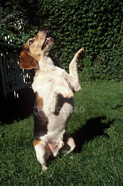 Bonito cão doméstico implorando na grama verde — Fotografia de Stock