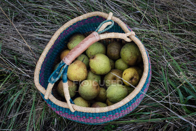 Overhead view of harvested pears in basket — Stock Photo