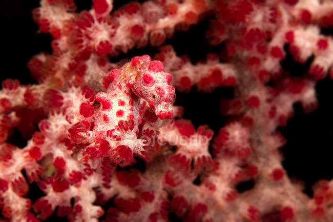 Карликовый морской конь на красно-белых мягких кораллах — стоковое фото