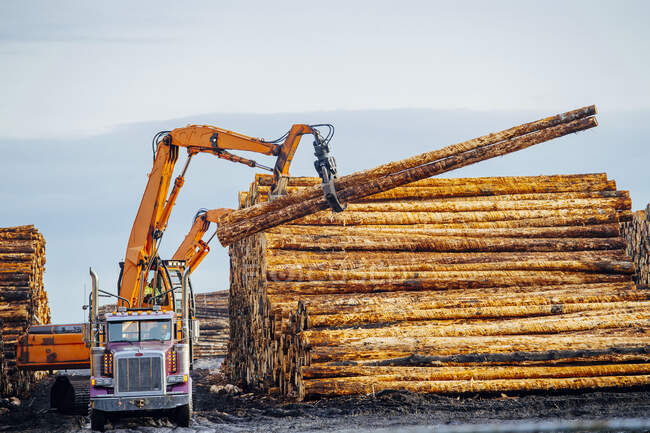 Heavy machinery, moving cut logs — Stock Photo