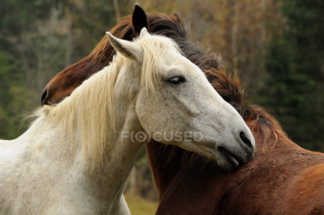 Weiße und braune Pferde stehen zusammen — Stockfoto