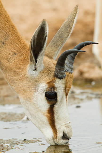 Close up shot of springbok drinking water — Stock Photo