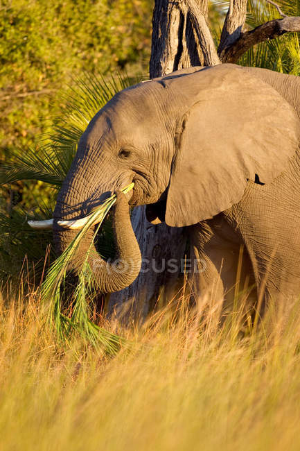 Vue de l'herbe mangeant des éléphants dans le delta d'okavango, au Botswana, en Afrique du Sud — Photo de stock