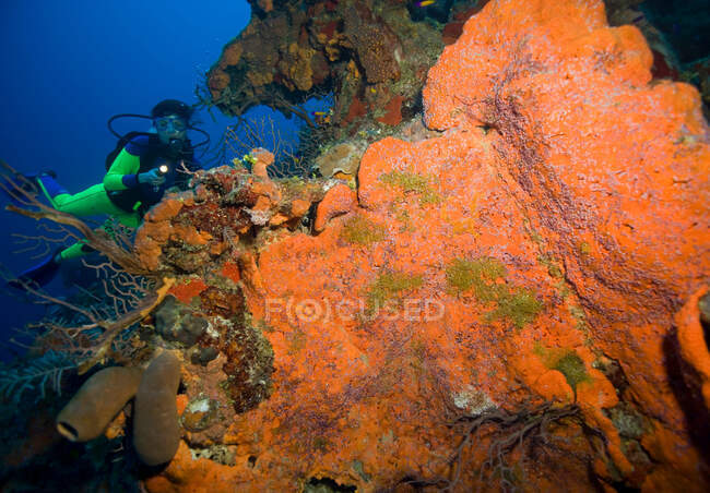 Дайвер на коралловом рифе . — стоковое фото