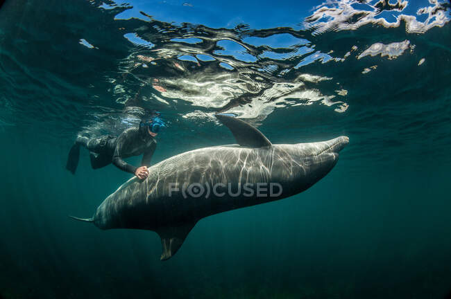 Mergulhador nadando com golfinho — Fotografia de Stock