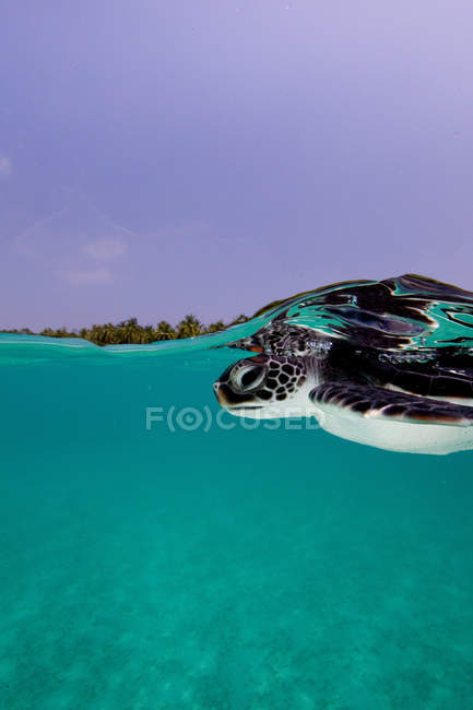 Tortue de mer verte juvénile sous l'eau — Photo de stock