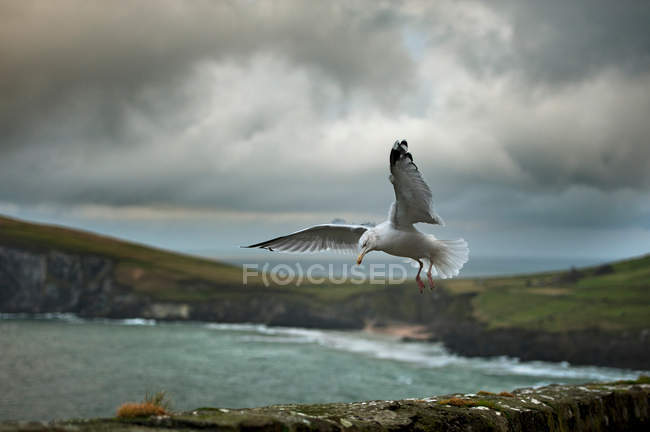 Seagull landing on rock wall — Stock Photo