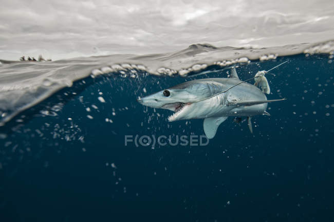 Вид акулы, плавающей под водой сбоку — стоковое фото