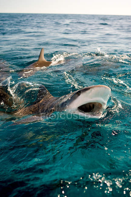 Sharks surfacing and splashing water in sunlight — Stock Photo
