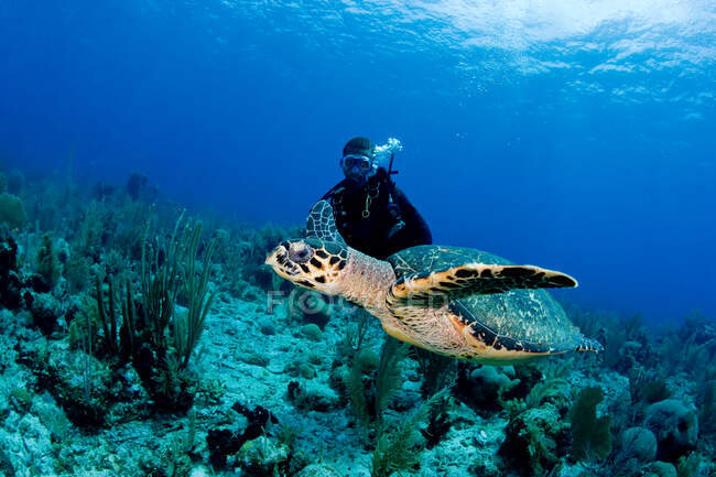 Hawksbill tartaruga sulla barriera corallina. — Foto stock