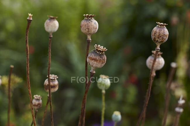 Poppy seed pods, close-up, Cork, Ireland — стокове фото