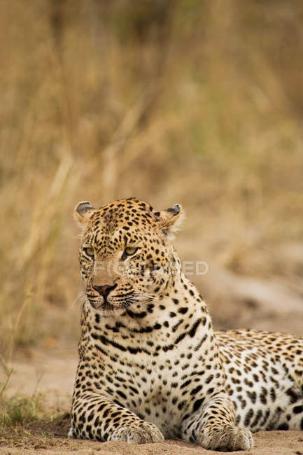 Leopardo relajante y acostado en el suelo - foto de stock