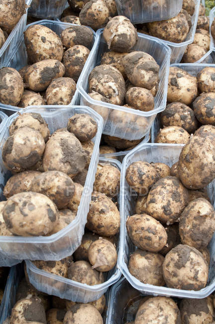Nouvelles pommes de terre sales — Photo de stock