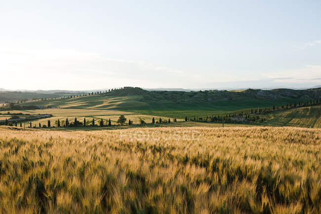 Barley field in evening light near Siena — Stock Photo