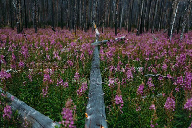 Visão perspectiva decrescente da árvore caída no campo de flores silvestres roxas — Fotografia de Stock