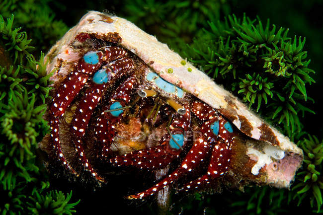 Visão de perto de esconder caranguejo eremita — Fotografia de Stock