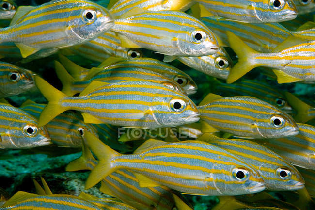 Крупним планом вид на рибу, що плаває в школі — стокове фото