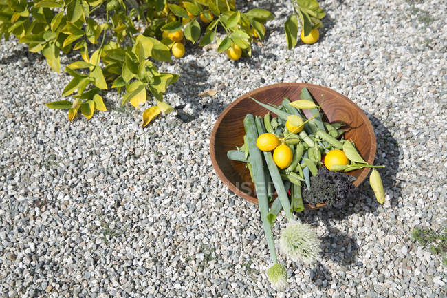 Миска зі свіжозібраних лимонів та овочів на гравійній доріжці — стокове фото