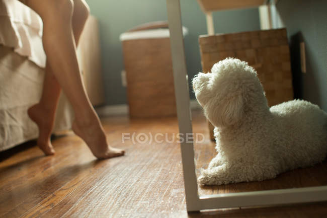 Immagine ritagliata di Poodle guardando la donna — Foto stock