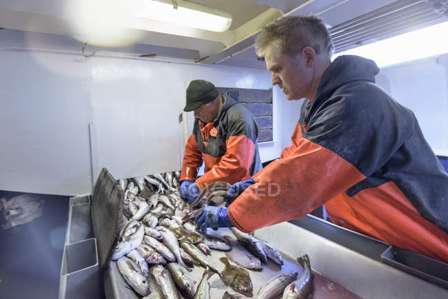 Fishermen sorting fish on trawler — Stock Photo