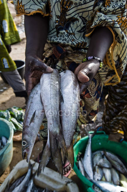 Persona que sostiene peces, Pueblo Pesquero Tanji, Gambia - foto de stock