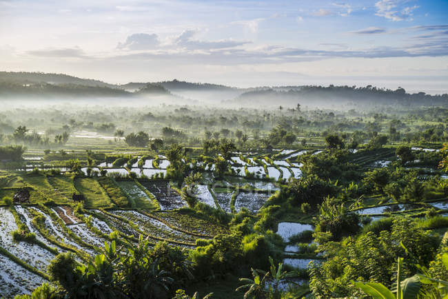 Зеленые рисовые поля с пальмами и облачным небом — стоковое фото