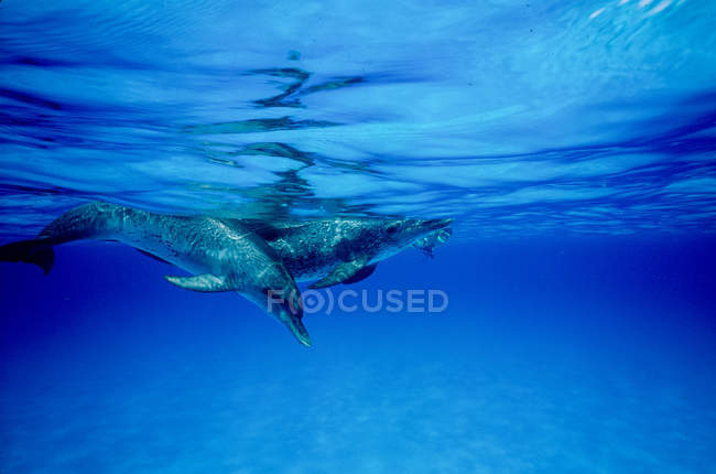 Deux dauphins tachetés atlantiques — Photo de stock