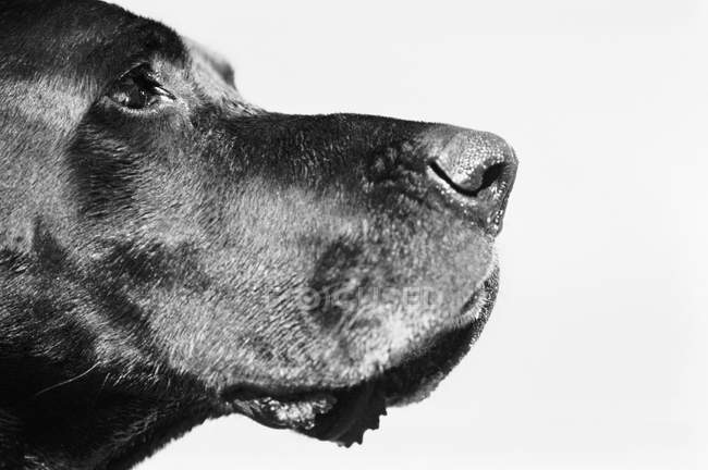 Cropped view of black labrador head — Stock Photo