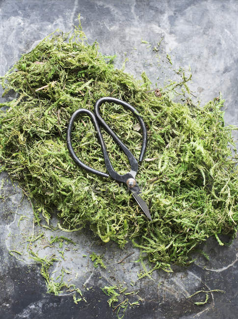 Vintage scissors and preserved moss — Stock Photo