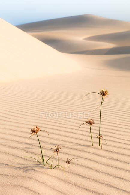 Flores silvestres en el paisaje de dunas, Taiba, Ceara, Brasil - foto de stock