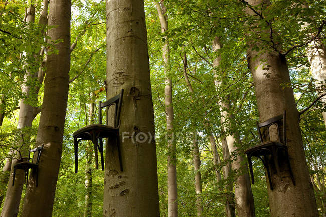 Sillas unidas a troncos de árbol - foto de stock