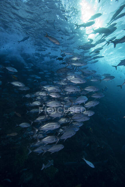 Unterwasseraufnahmen von Meereslebewesen, Nahaufnahme — Stockfoto