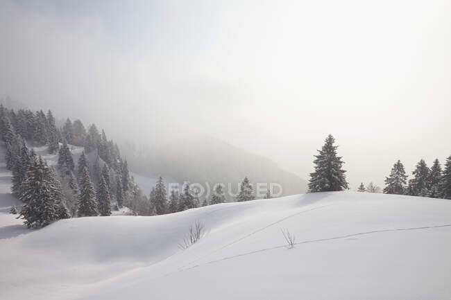 Beau paysage hivernal avec des arbres enneigés — Photo de stock