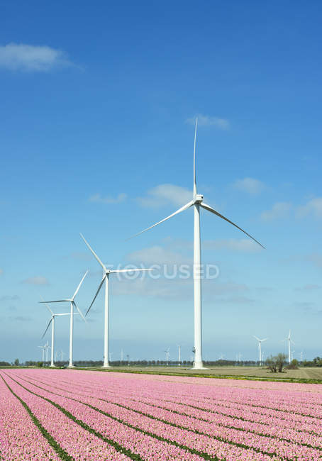 Linhas de flores cor-de-rosa e turbinas eólicas — Fotografia de Stock
