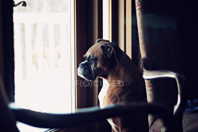 Boxer cão olhando através da janela — Fotografia de Stock