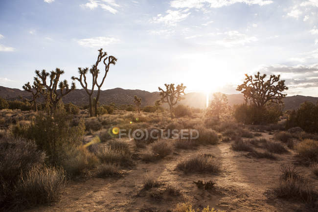 Landscape view of Joshua Tree national park at dawn, California, USA — Stock Photo