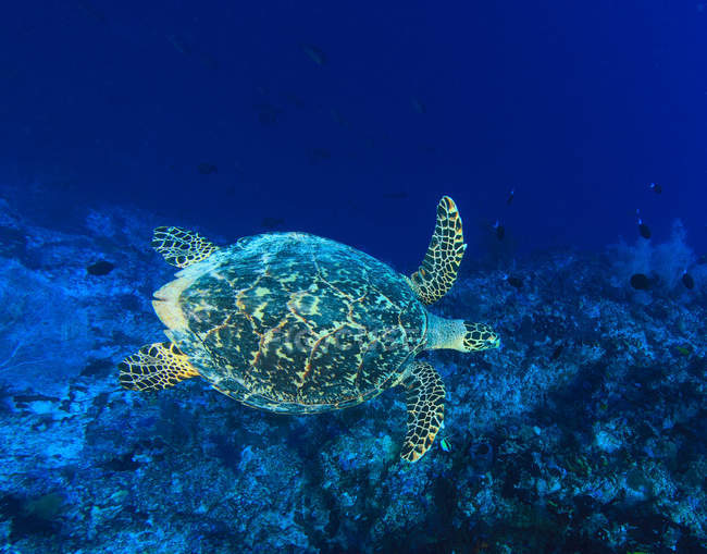 Meeresschildkröte schwimmt im Korallenriff — Stockfoto