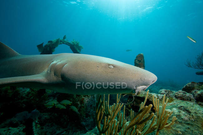 Enfermeira tubarão acima de destroços subaquáticos — Fotografia de Stock