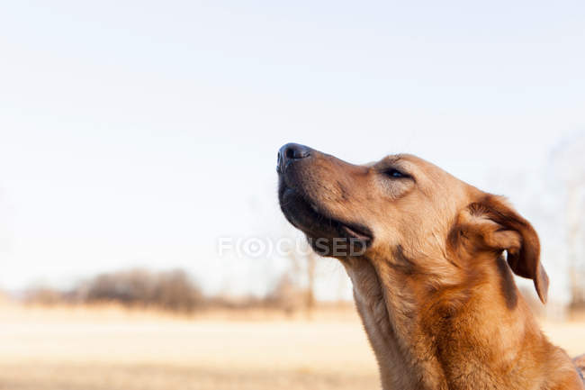 Крупным планом снимок собачьего лица — стоковое фото