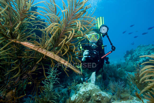 Mergulhador tira foto de peixe. — Fotografia de Stock