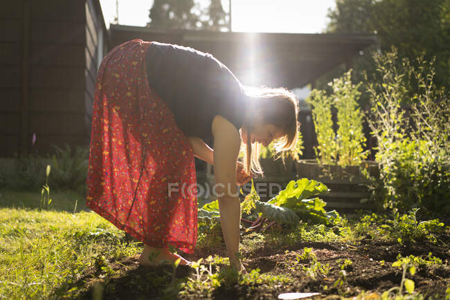 Женщина собирает овощи с овощной грядки — стоковое фото