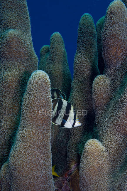 Butterfly fishes with corals — Stock Photo