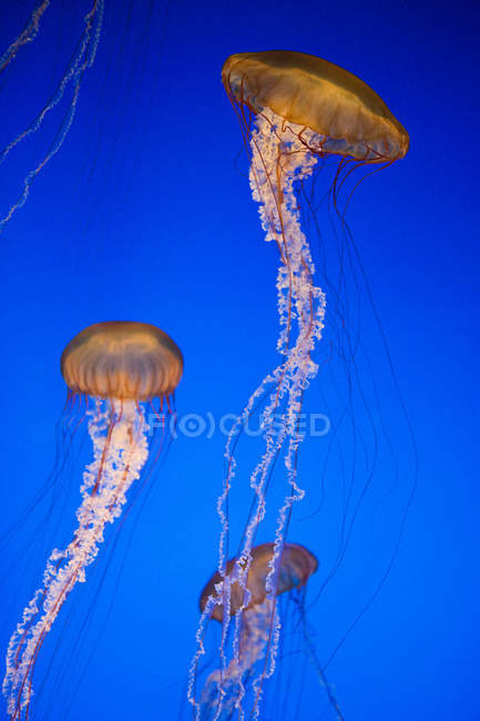 Group of sea nettle jellyfish under blue water — Stock Photo