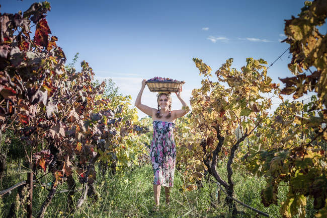 Frau balanciert Korb mit Trauben auf dem Kopf auf Weinberg, Quartucciu, Sardinen, Italien — Stockfoto