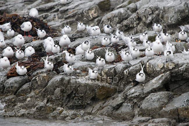Kaikoura, Seeschwalben sitzen im Regen auf einem Felsen — Stockfoto