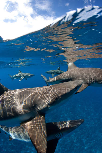 Requins de récif à pointe noire à la surface — Photo de stock