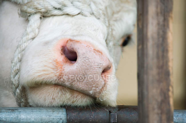 Bozal de toro de Herefordshire, de cerca - foto de stock