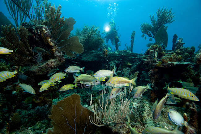 Scuba diver woman swimming underwater, corals and fishes — Stock Photo