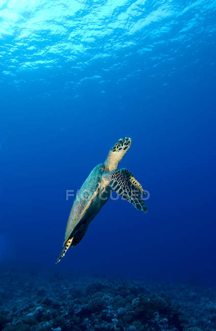 Turtle swimming at coral reef under water — Stock Photo