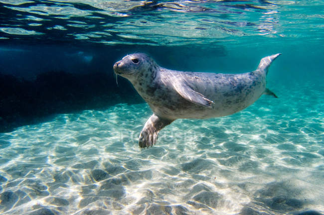 Seal swimming under sun lighted water — Stock Photo
